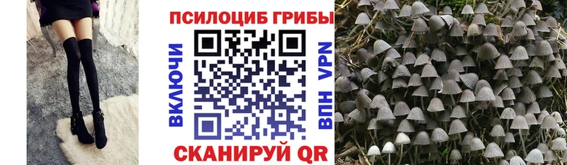 Галлюциногенные грибы Psilocybe  Купить где  Егорьевск 
